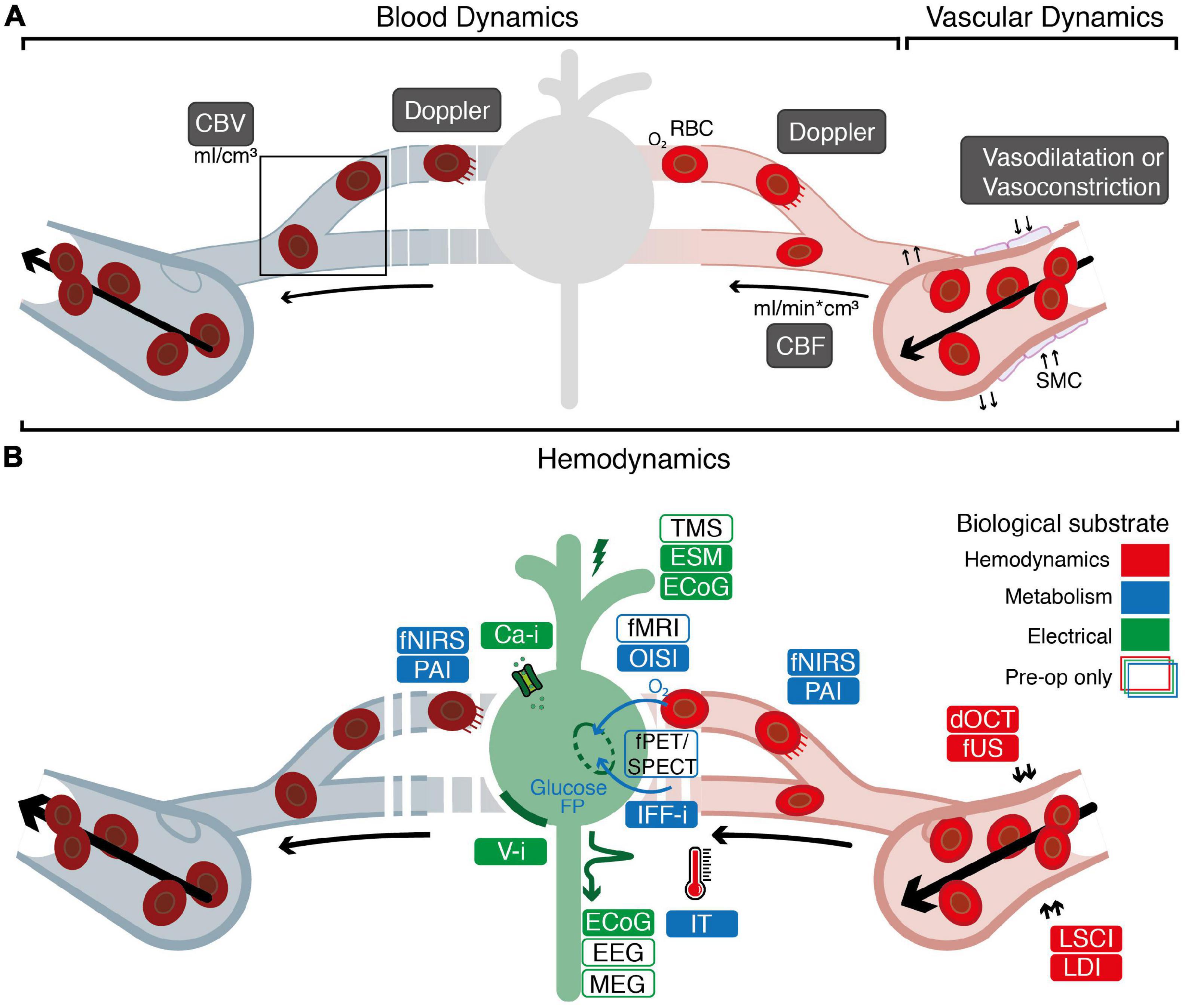 Functional imaging of the exposed brain